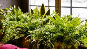 Genialny nawóz do paproci. Zyskasz dżunglę w pokoju