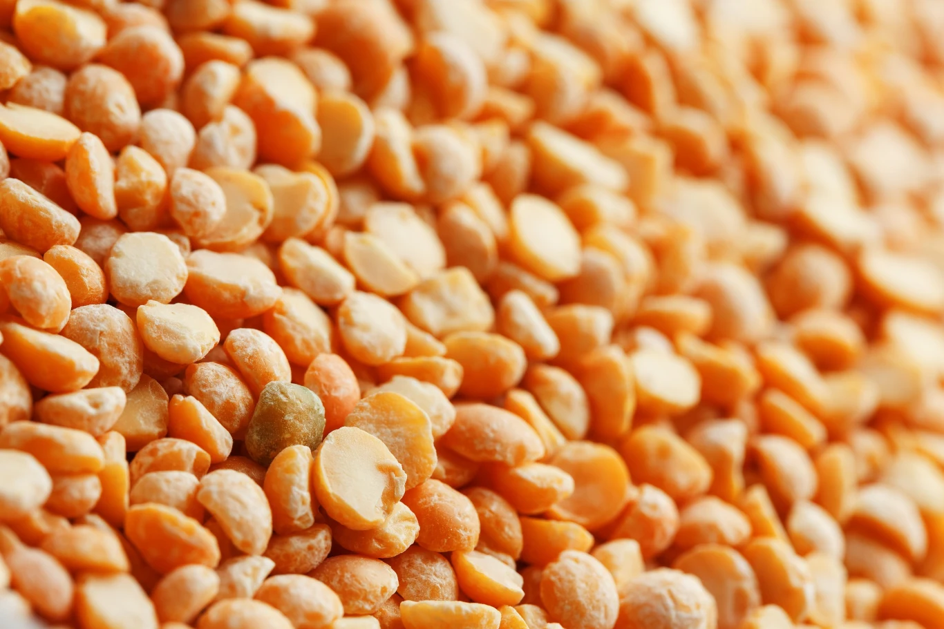 Soczewica może z powodzeniem zastąpić w diecie ziemniaki Soczewica może z powodzeniem zastąpić w diecie ziemniaki