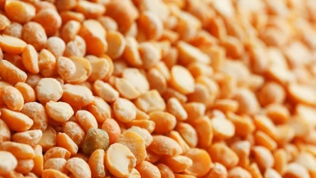 Soczewica może z powodzeniem zastąpić w diecie ziemniaki