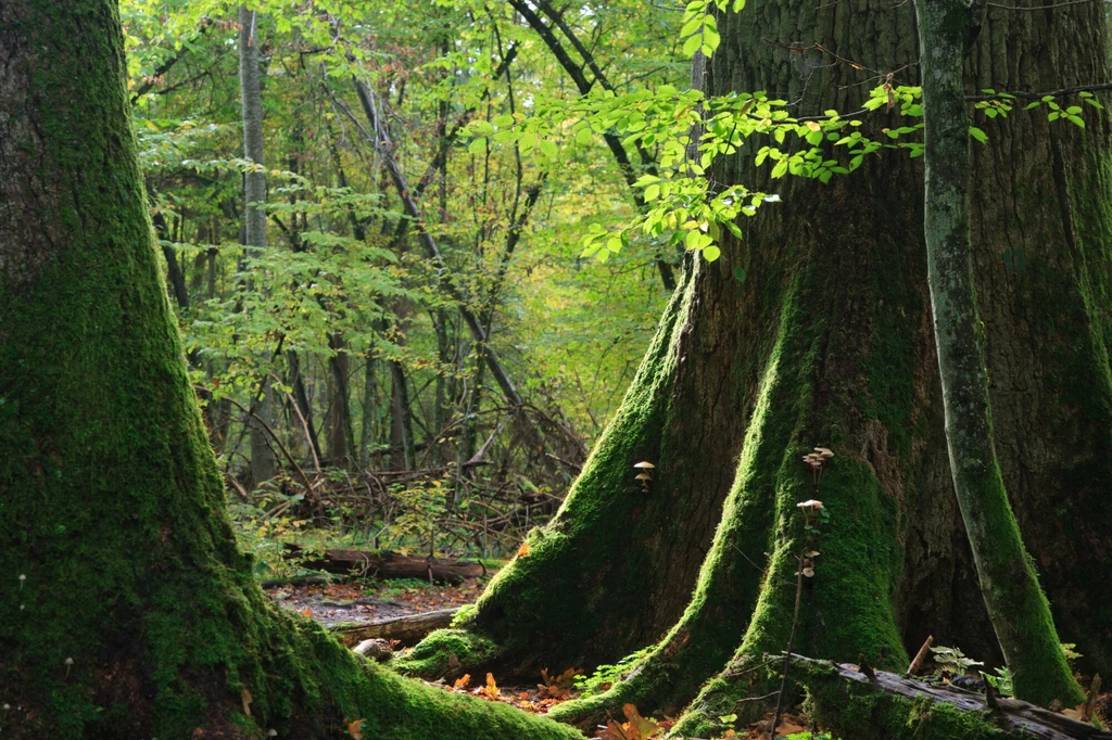 Puszcza Białowieska to ostatni pierwotny las Europy