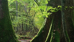 Puszcza Białowieska to ostatni pierwotny las Europy