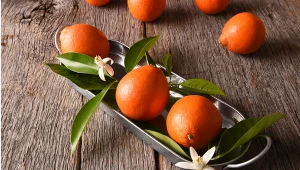 Tę egzotyczną roślinę możesz uprawiać w domu. To skrzyżowanie mandarynki z grejpfrutem