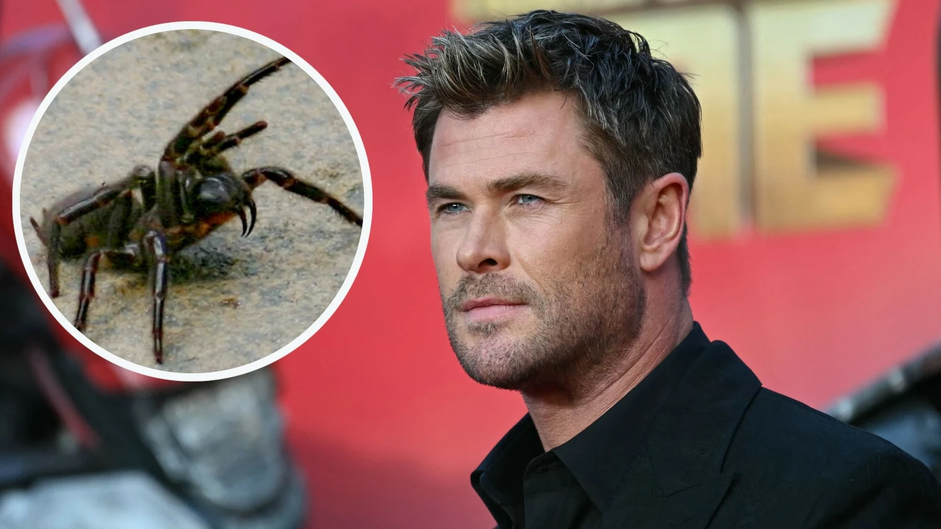 Rekordowo duży ptasznik został nazwany "Hemsworth", tak jak znany aktor Chris Hemsworth i jego bracia (również aktorzy) Rekordowo duży ptasznik został nazwany "Hemsworth", tak jak znany aktor Chris Hemsworth i jego bracia (również aktorzy)