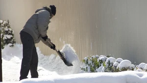 Koniecznie zrób to w ogrodzie po opadach śniegu. Inaczej rośliny zmarnieją