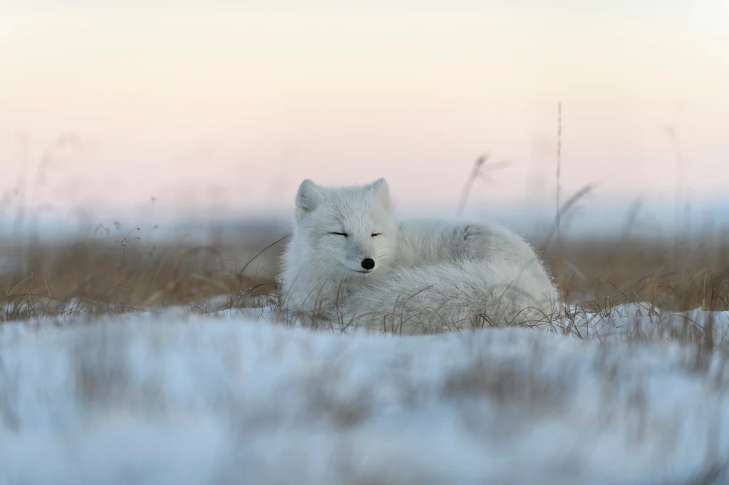 Lis polarny Vulpes lagopus jest jednym z ośmiu gatunków ssaków, naturalnie zamieszkujących Grenlandię.