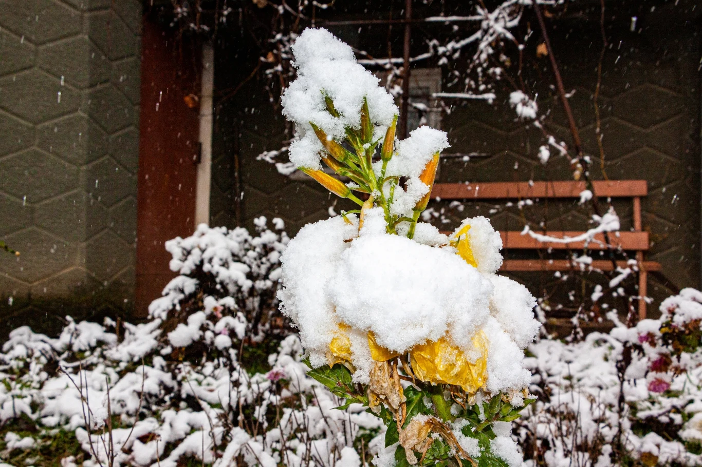 Strząsając śnieg z roślin powinniśmy to robić delikatnie i ostrożnie