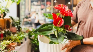 Twoje anturium nie kwitnie? Ten kuchenny składnik działa lepiej niż nawóz