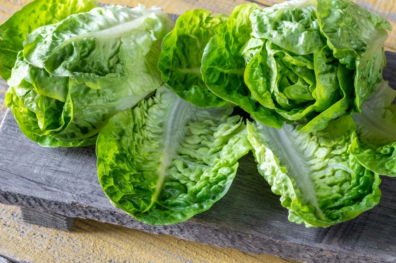 Sałata rzymska może nawet zastąpić chleb w przekąsce