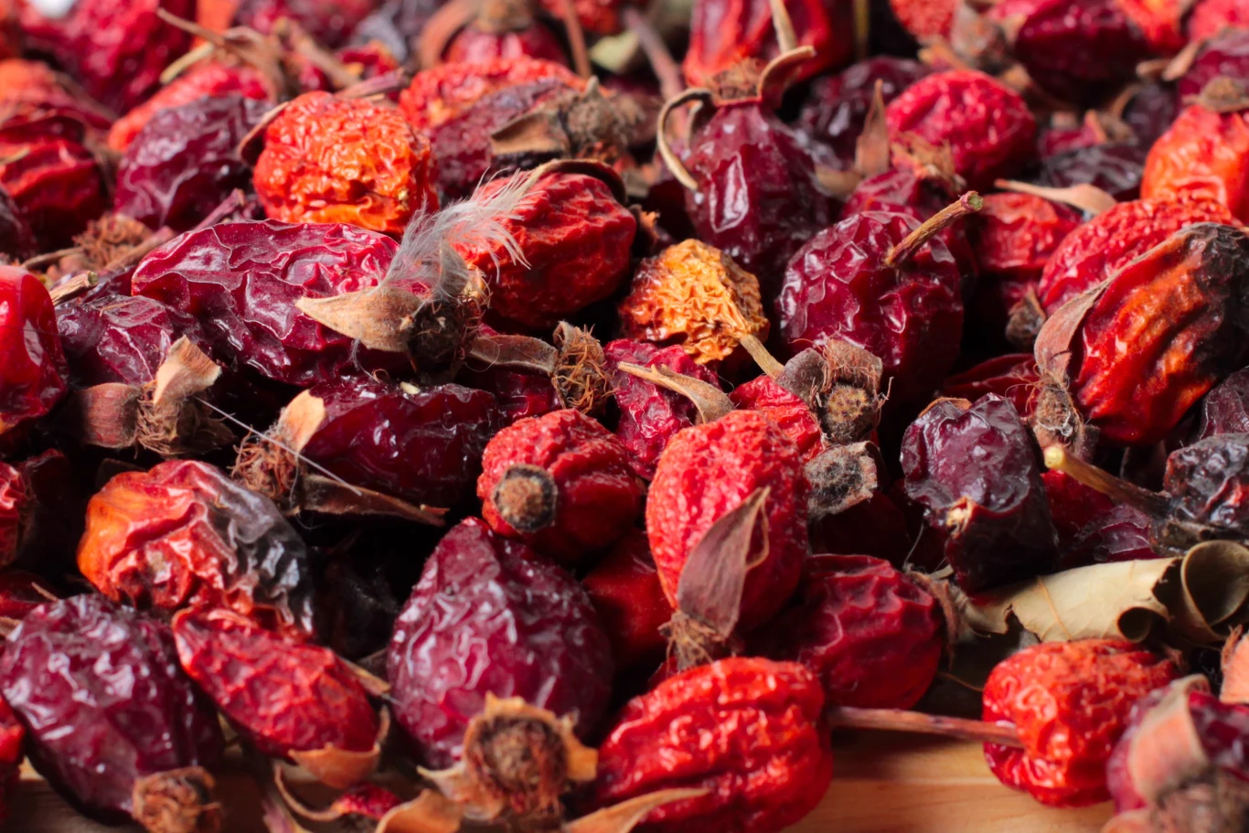 Z owoców dzikiej róży przygotujesz napar, który złagodzi bóle reumatyczne Z owoców dzikiej róży przygotujesz napar, który złagodzi bóle reumatyczne