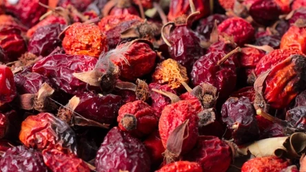 Z owoców dzikiej róży przygotujesz napar, który złagodzi bóle reumatyczne