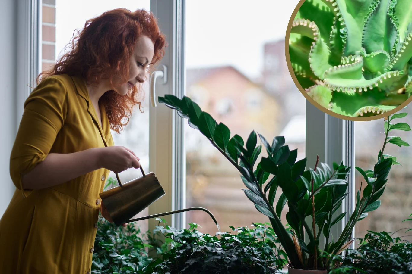 Na co jest dobra żyworódka? Okazuje się, że ta roślina doniczkowa ma sporo właściwości. 