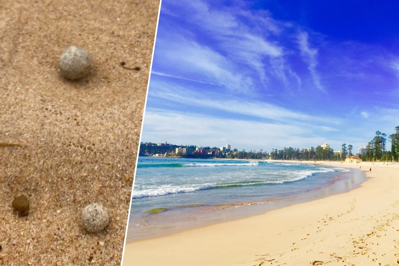 Plaża Manly w Sydney. Na niej oraz ośmiu innych wokół miasta pojawiły się tajemnicze kulki. Plaże zamknięto do odwołania Plaża Manly w Sydney. Na niej oraz ośmiu innych wokół miasta pojawiły się tajemnicze kulki. Plaże zamknięto do odwołania