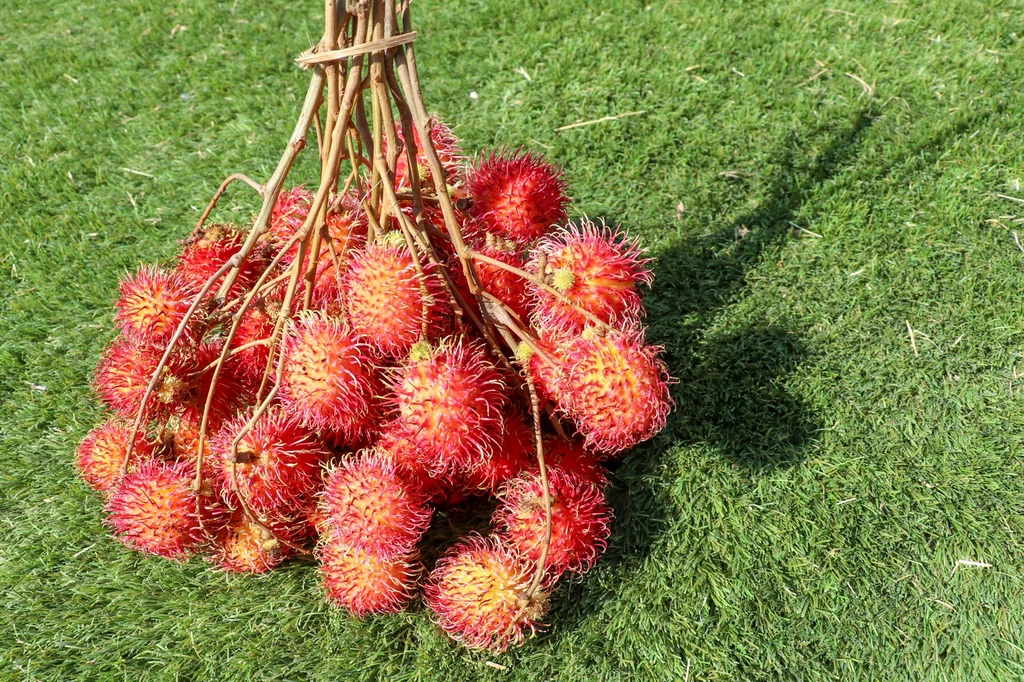 Rambutan ma także rozbudowaną symbolikę w krajach azjatyckich 