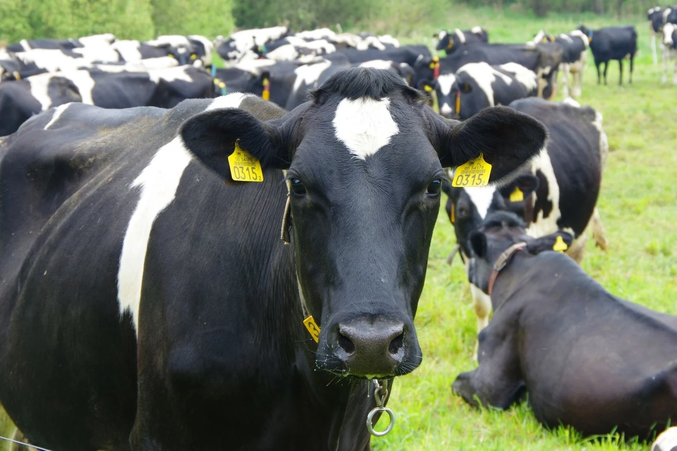 Przepisy drogowe powinny znać również osoby zajmujące się pędzeniem zwierząt. Przepisy drogowe powinny znać również osoby zajmujące się pędzeniem zwierząt.