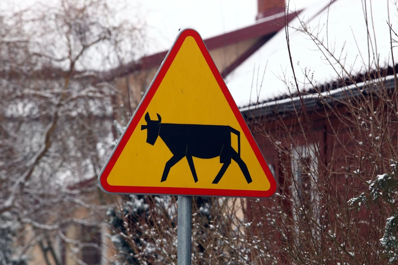 W miejscach, gdzie łatwo o spotkanie zwierząt gospodarskich, znaleźć można znak A-18a.