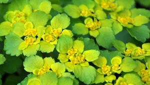 Posadź tę roślinę na pustych placach na trawniku. Stworzy dywan z kwiatów już w marcu