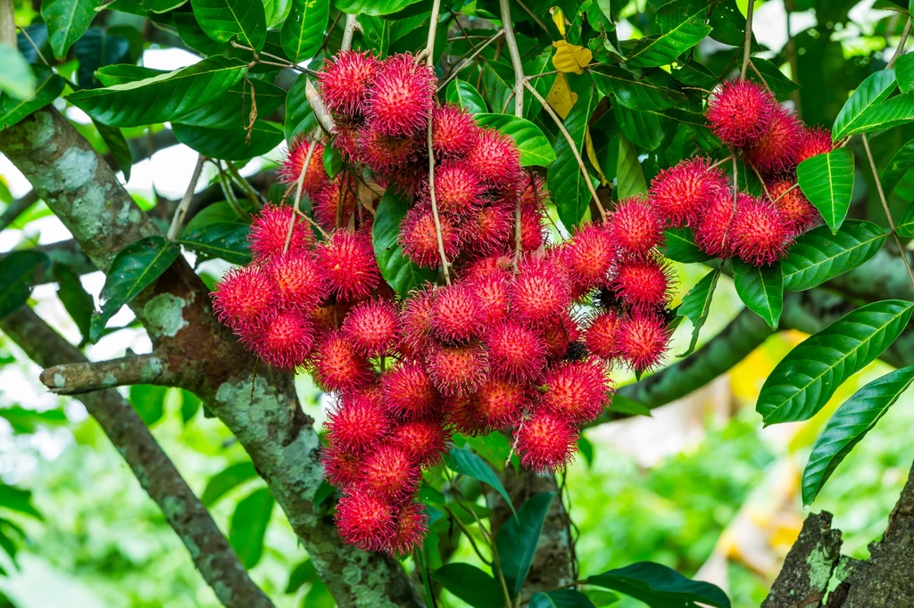 Rambutan ma mało kalorii i mnóstwo witamin