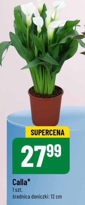 Calla niska cena