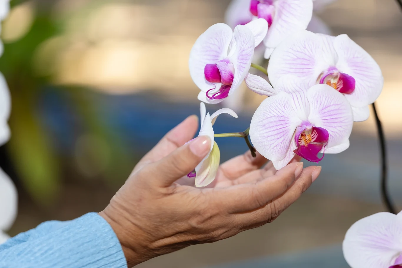 Ze storczyka ucieszy się każda babcia. Ze storczyka ucieszy się każda babcia.