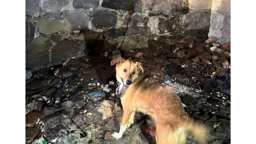 Pies na krótkim łańcuchu spędził w piwnicy bez okna ok. 6 lat