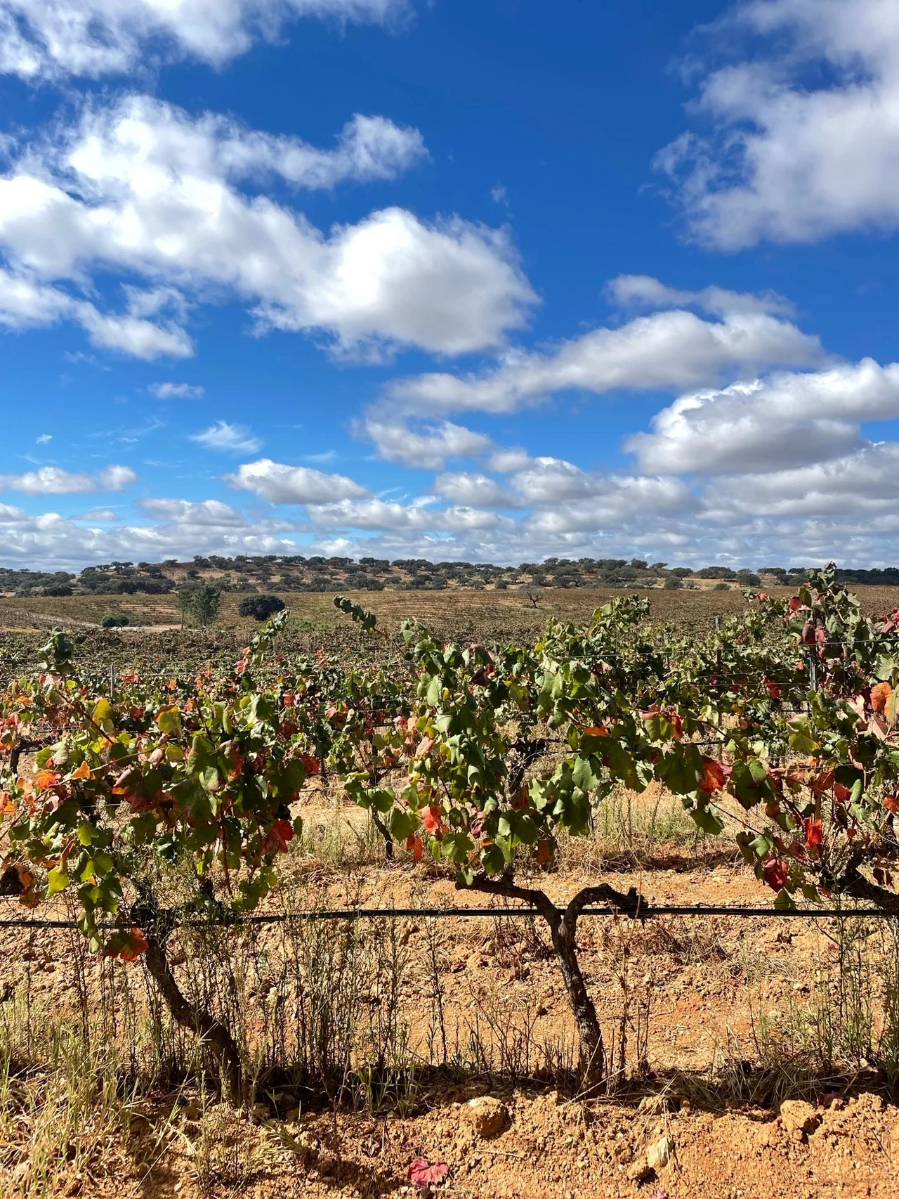 Alentejo