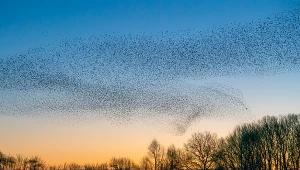 Jak zwierzęta przewidują burzę i deszcz? Naturalne sygnały zmian pogody