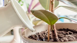 Podlewasz rośliny doniczkowe taką wodą? To może być poważny błąd