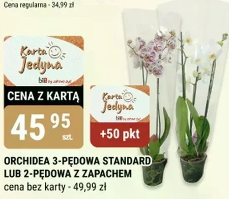 Orchidea