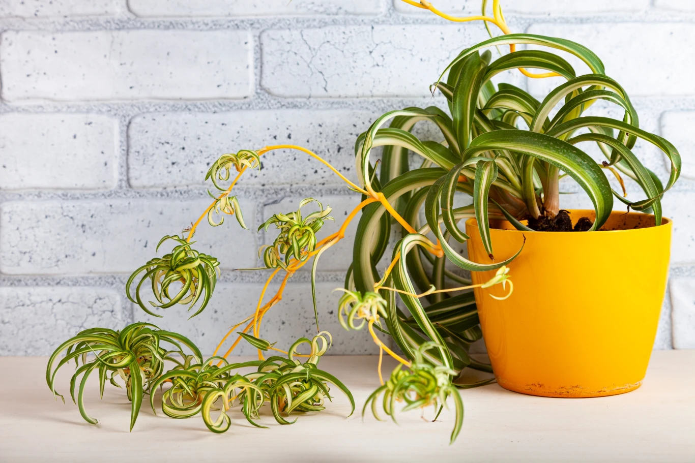 Zielistka stanie się ozdobą salonu w zimie, jeśli tylko poświęcimy jej nieco uwagi. 
