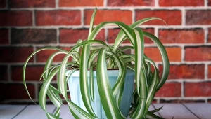 Tak szybko rozmnożysz zielistkę. Sadzonkami obdzielisz wszystkie sąsiadki