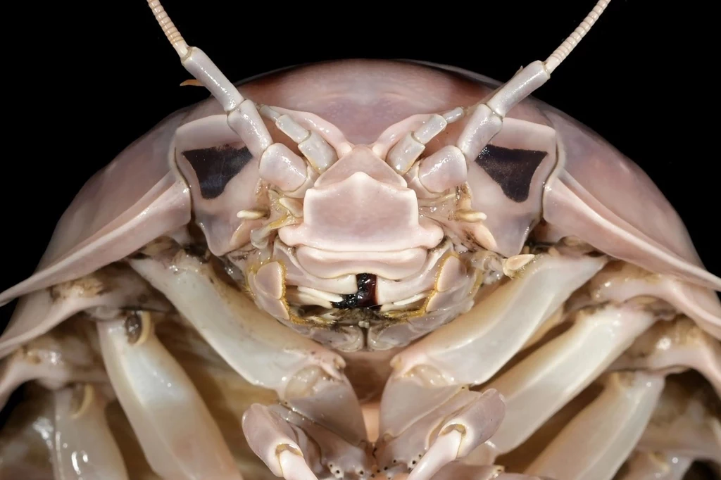 Odkryto nowy gatunek gigantycznego równonoga, który został nazwany na cześć Dartha Vadera