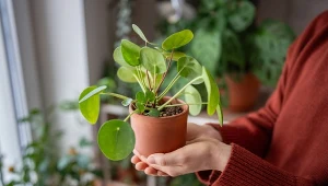 Nie musisz kupować sadzonek pieniążka. Dzięki temu będziesz je mieć za darmo