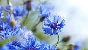 Te kwiaty są odporne na niskie temperatury. Możesz je wysiewać już w styczniu