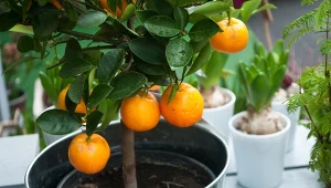 Mandarynki w doniczce będą "wielkie jak arbuzy". Wystarczy pestka, by je wyhodować