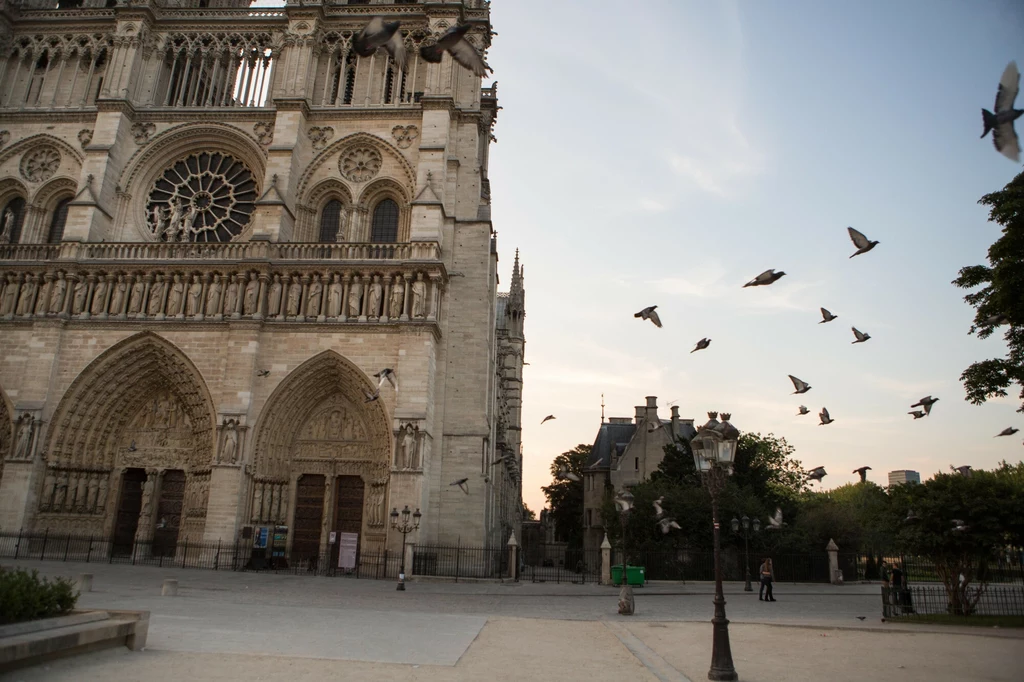 Notre-Dame to dom dla wielu gatunków zwierząt, w tym gołębi