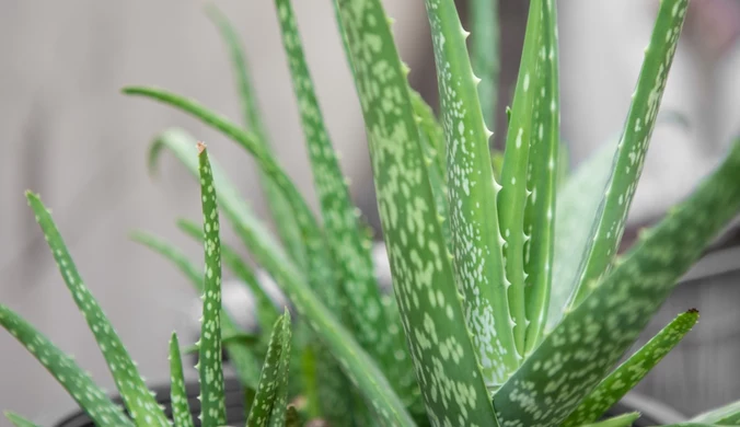Aloes to mało wymagający sukulent, który idealnie sprawdzi się w sypialni seniora.