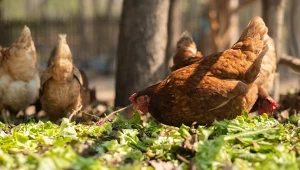 Rzekomy pomór drobiu zaraził już ponad milion kur. Atakuje też gołębie, gęsi i indyki