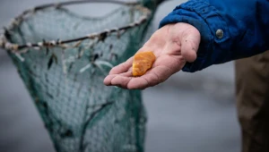 Ostatnie sztormy spowodowały, że nad Bałtykiem pojawił się wysyp bursztynów. Wyjątkowe kamienie mogą być naprawdę cenne