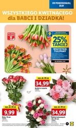 Hity tygodnia w rozmiarze XXL - Lidl