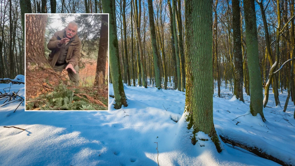 Omijajcie takie miejsca szerokim łukiem - zaapelował bieszczadzki leśnik, stojąc nad barłogiem