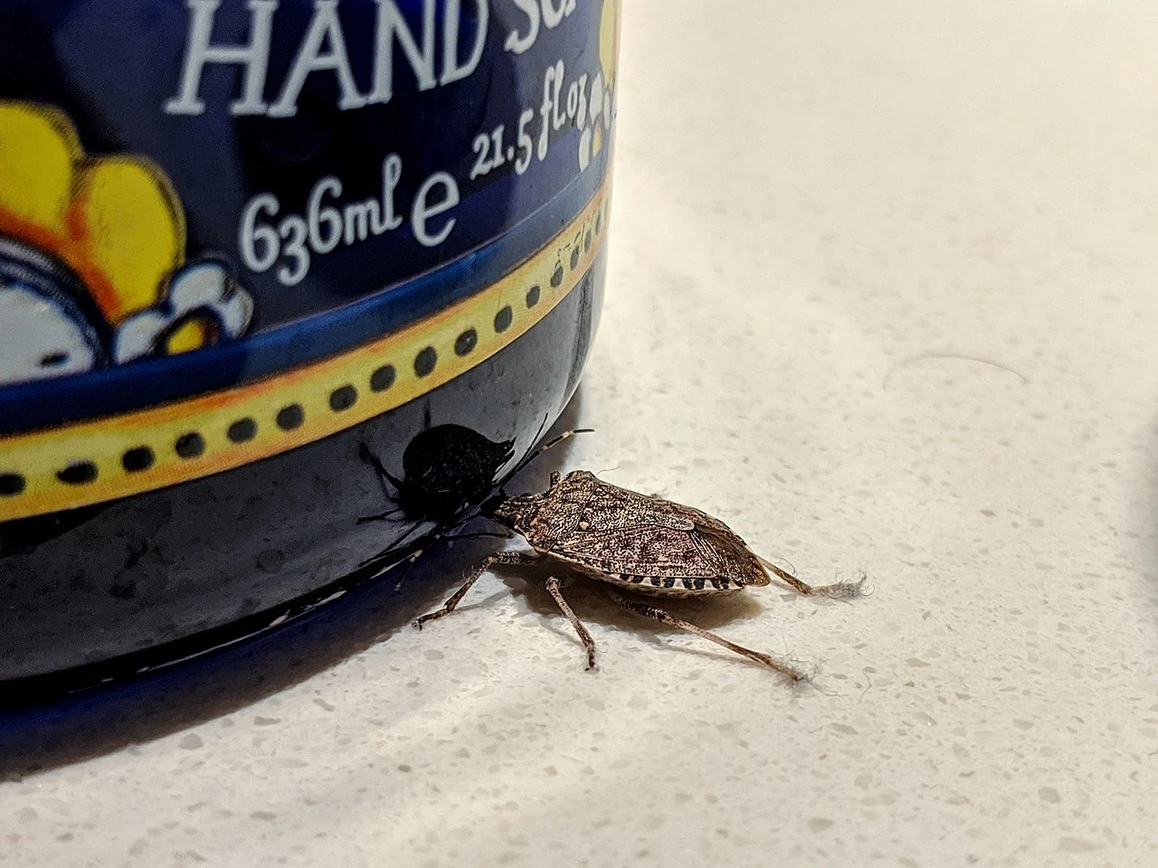 Tarczówka marmurkowata potrafi niemiłosiernie śmierdzieć Tarczówka marmurkowata potrafi niemiłosiernie śmierdzieć