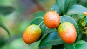 Za granicą zajadają, w Polsce jeszcze mało znany. Ma niski IG, dobry na wzrok, zmęczenie i bezsenność