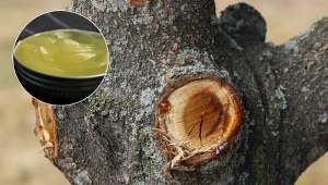 Posmaruj tym drzewka owocowe. Nie zachorują, a szkodniki nawet do nich nie podejdą