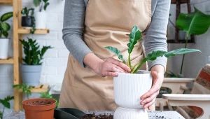 Twoje rośliny marnieją? Włóż kilka plastrów tego warzywa do doniczki, aby poznać przyczynę