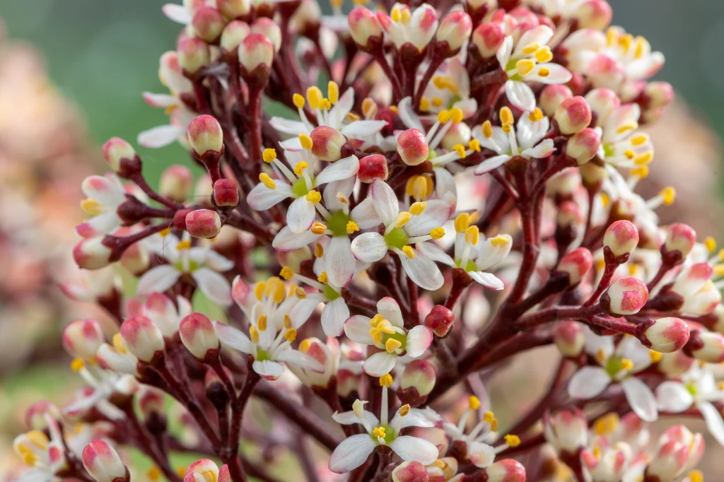 Krzew kwitnący wczesną wiosną — skimmia japonica