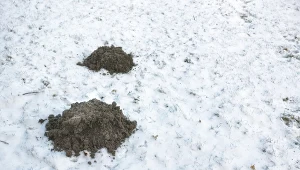 Kret już buszuje w ogrodzie? Wlej to do jego kopca, a ucieknie gdzie pieprz rośnie