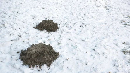 Kret nie zapada w sen zimowy. Właśnie dlatego szkodzi ogrodowi nawet zimą.