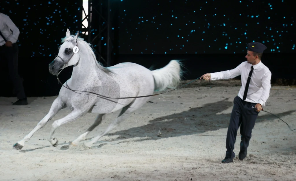 Klacz Zigi Zana (na zdj.) została sprzedana w sierpniu ub. r. Do dzisiaj nie wpłynęło 145 tys. euro od nabywcy, a klacz czeka na wysyłkę