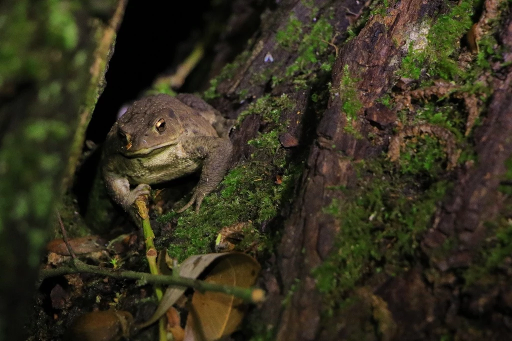 Ropucha szara Bufo bufo zaobserwowana na drzewie w jednym z poznańskich parków.