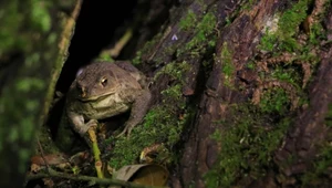 Ropucha szara Bufo bufo zaobserwowana na drzewie w jednym z poznańskich parków.